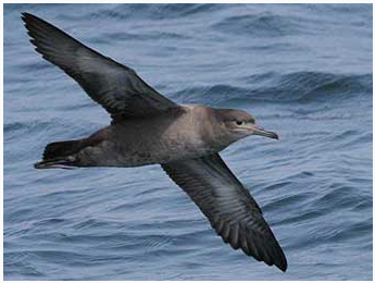 Серый и пегий буревестник / Птицы Южных Курил